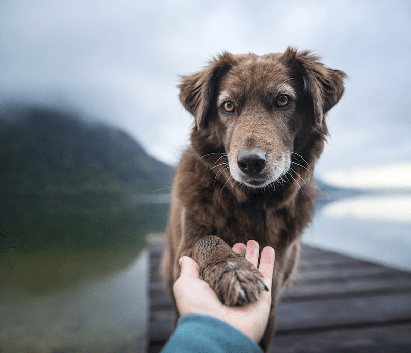 Hund som lägger tass i en hand
