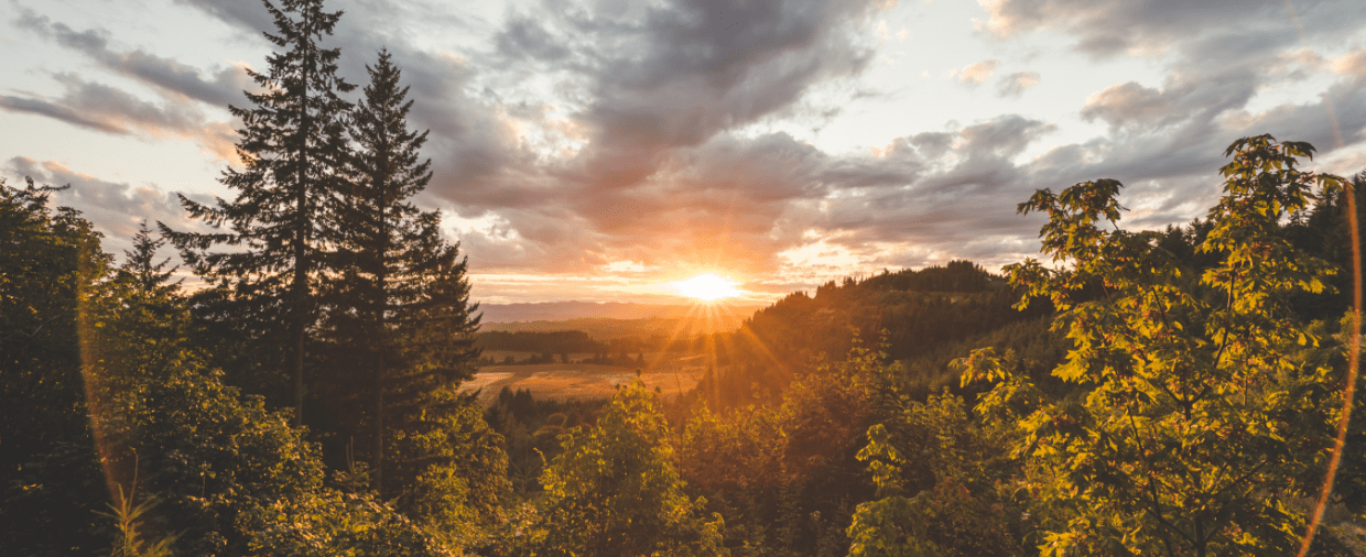 solnedgång med träd i förgrund