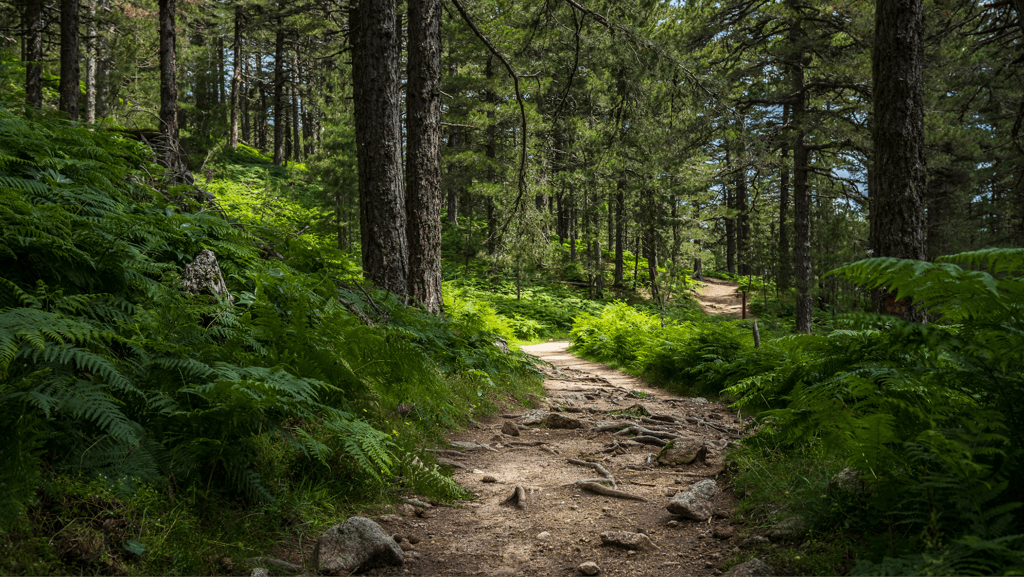 skogsstig